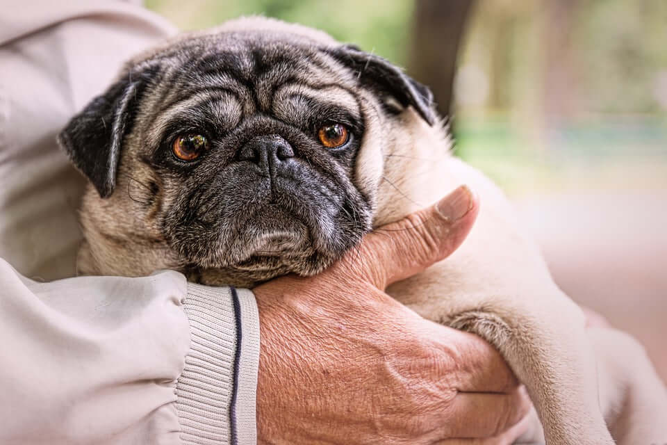 7 Tips To Keep Your Old Dog Happy