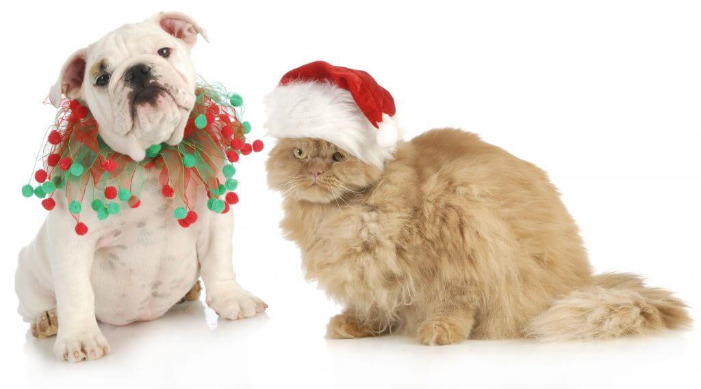 How To Pet-Proof Your Holiday Decorations