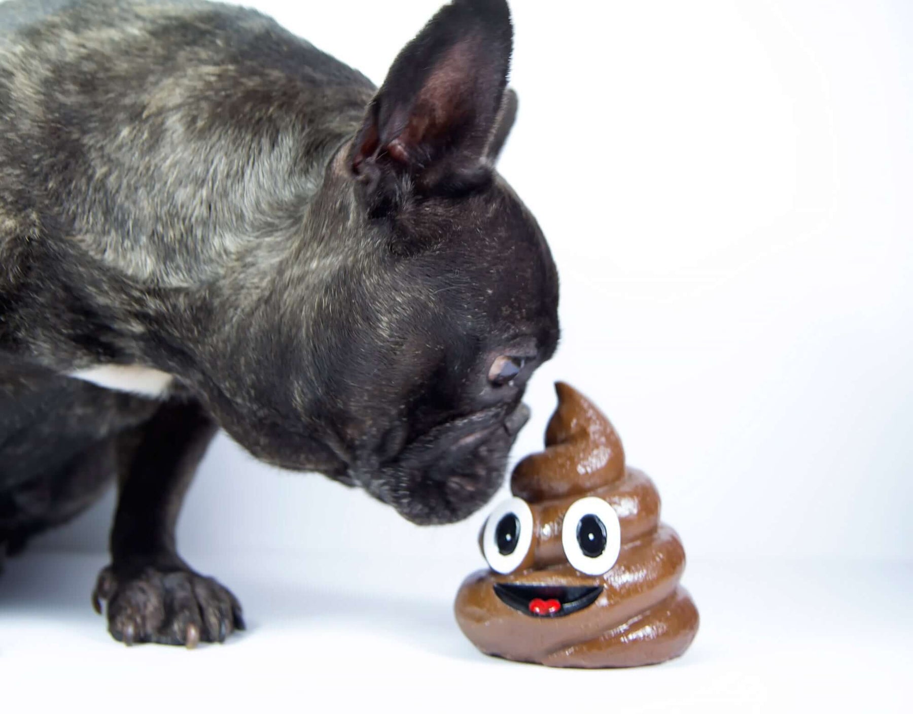 7 Reasons Why Dogs Eat Poop and What To Do About It