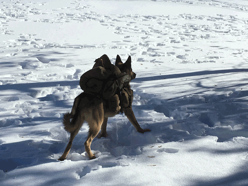 Dog Saves Owner After Snow Slide in Qurnat Es Sawda