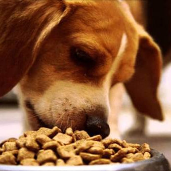 Why Do Pets Eat So Fast? (And How You Can Slow Them Down)