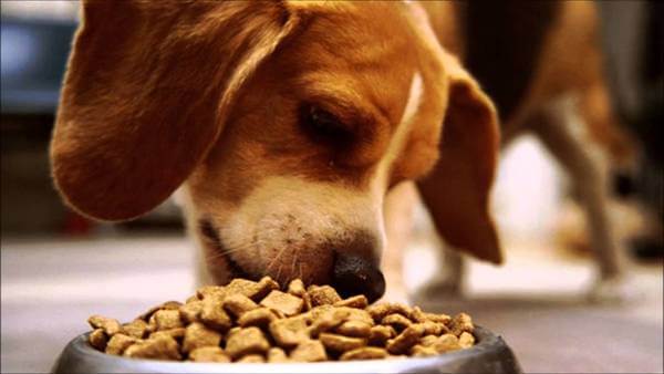 Why Do Pets Eat So Fast? (And How You Can Slow Them Down)