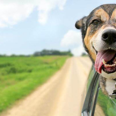 What To Do If Your Dog Hates Car Rides?