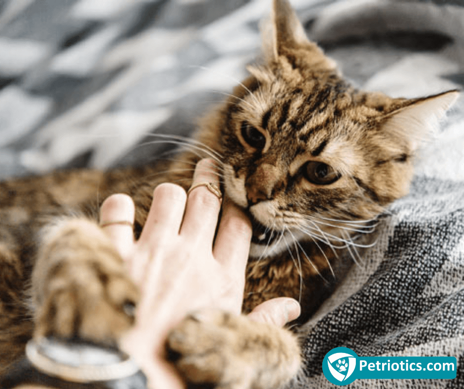 Why Do Cats Bite & How To Stop Your Cat Biting