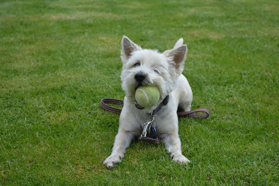 How Much Exercise Does Your Pet Need?