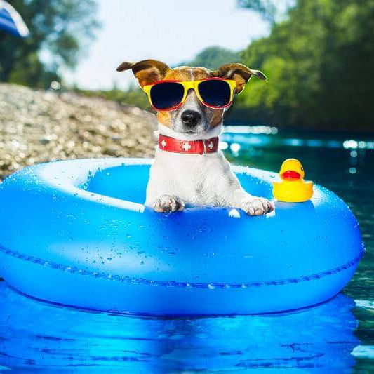 How To Keep Your Dog Cool In Summer