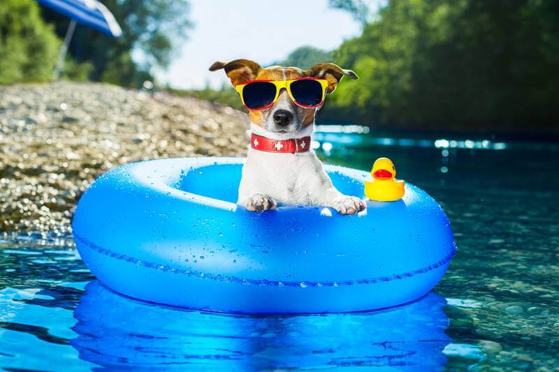 How To Keep Your Dog Cool In Summer