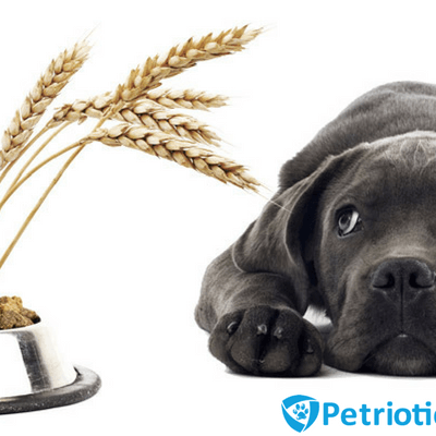 Should You Feed Your Dog Grain-Free Food?