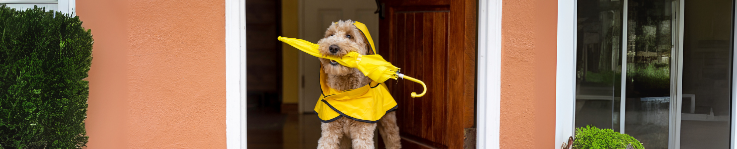 Rainy Day Dog Activities: How to Prepare and Keep Your Dog Entertained