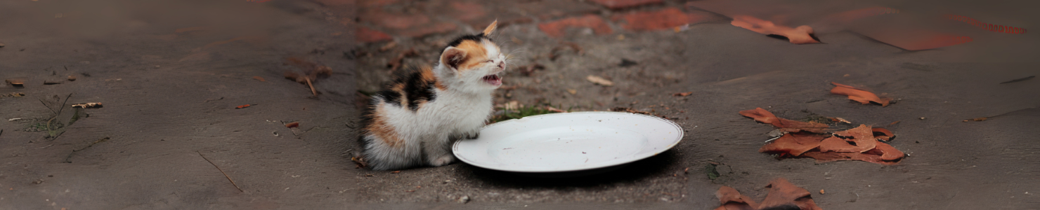 Why Is Your Cat Always Hangry?