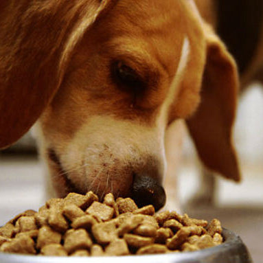 The Top 4 Dog Dry Foods Available in Lebanon