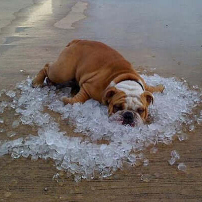 It's Getting Hot: How To Prevent Overheating In Dogs