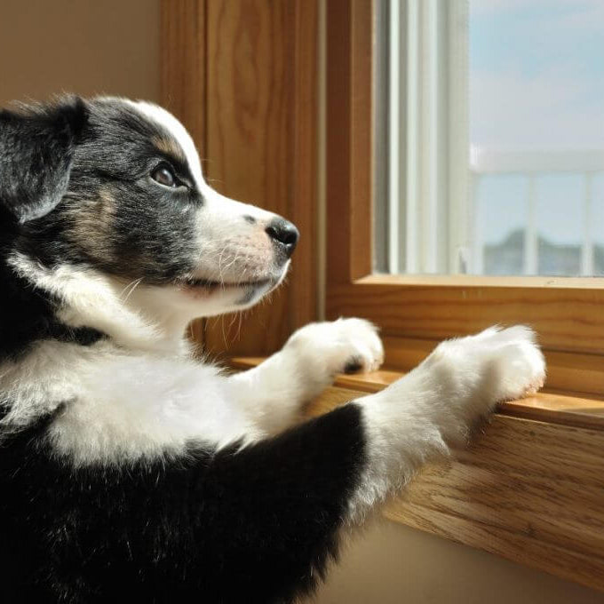 What to Do If Your Dog Suffers From Separation Anxiety