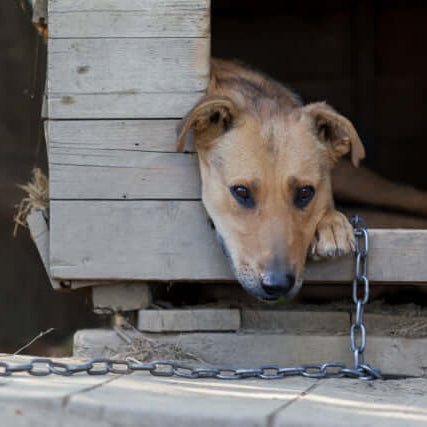 This Is What You Should Know About Chaining Your Dog Outside