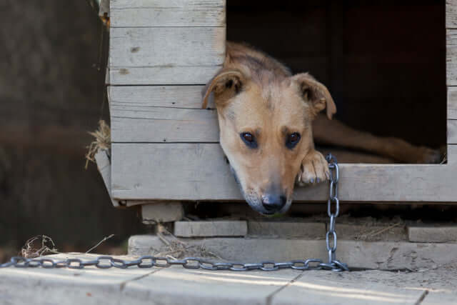 This Is What You Should Know About Chaining Your Dog Outside