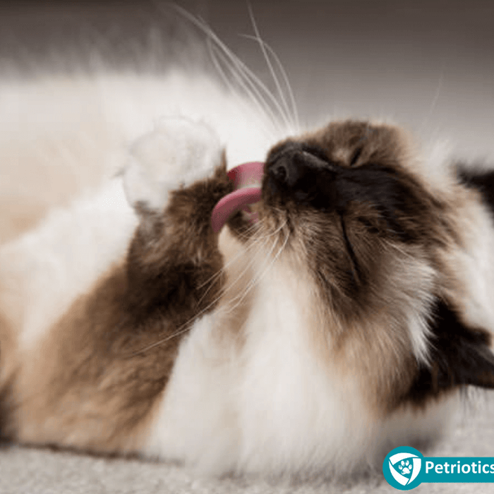 How To Prevent Hairballs In Cats