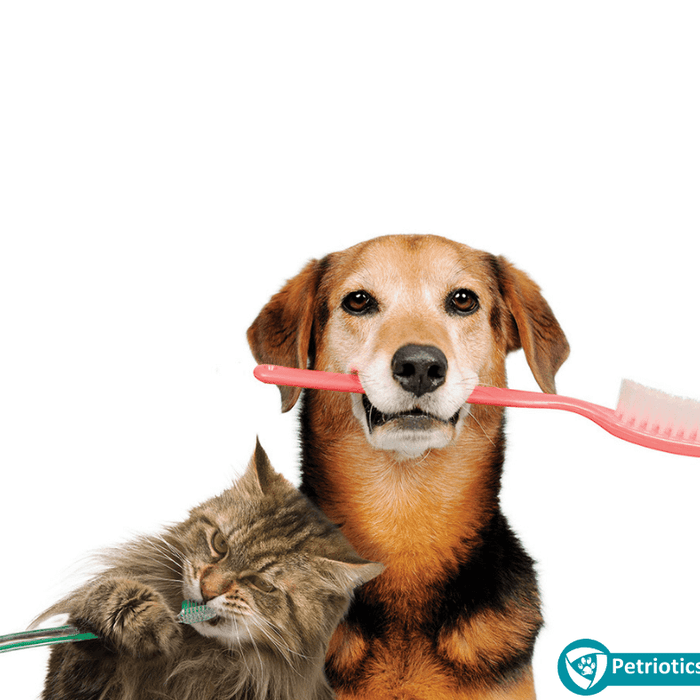 Should I Brush My Pet's Teeth?