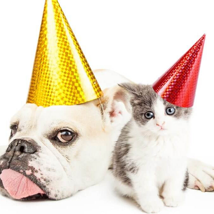 7 New Years Resolutions For Pet Owners