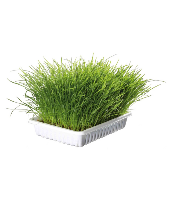 Trixie - Cat Soft Grass Seeds & Tray Kit - Aids Digestion, Helps With Hairballs - 100g