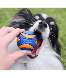 Chuckit! Ultra Squeaker Ball Pack Of 2 Dog Toys