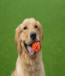 Chuckit! Air Fetch Ball Dog Toys