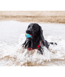 Chuckit! Amphibious Fetch Ball Dog Toys