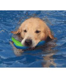 Chuckit! Amphibious Boomerang Dog Toys