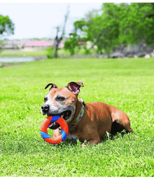 Chuckit! Ultra Squeaker Ring Dog Toys