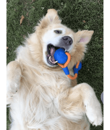 Chuckit! Crunch Duo Tug Dog Toy Dog Toys