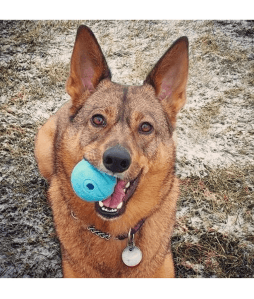 Chuckit! The Whistler Dog Toy Chuckit!