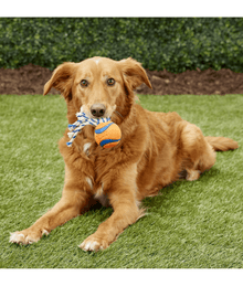 Chuckit! Ultra Toss Dog Toys