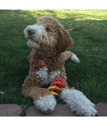 JW Tug-EE Spring Small Dog Toys