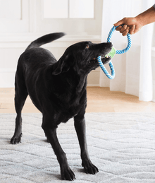 JW JW Giggle Tug Dog Toy