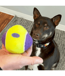 Kong - AirDog Ball Dog Toys