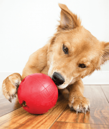 Kong - Biscuit Ball Dog Toys