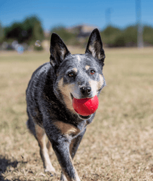 Kong - Ball With Hole Dog Toys