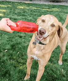 Kong - Jumbler Tug Dog Toys