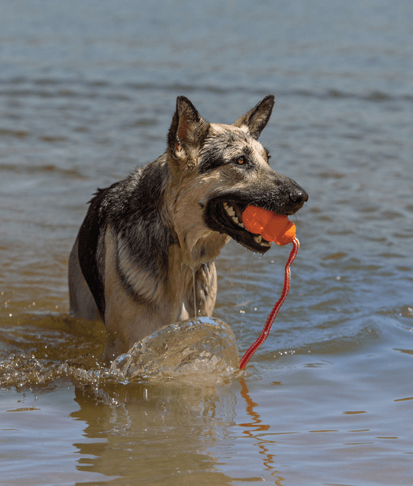 Kong - Aqua Dog Toys