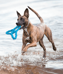 Kong - FlyAngle Dog Toys