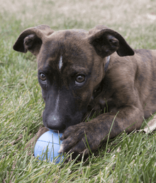 Kong - Puppy Ball With Hole Blue Medium/Large Dog Toys