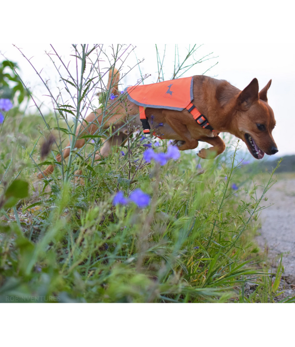 Alcot – Yellow Visibility Dog Vest