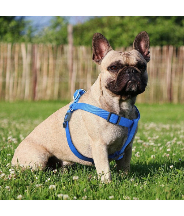 Doco - Signature Step-In Turquoise Dog Harness