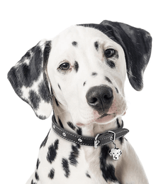 ID Tag - Dalmatian ID Tags